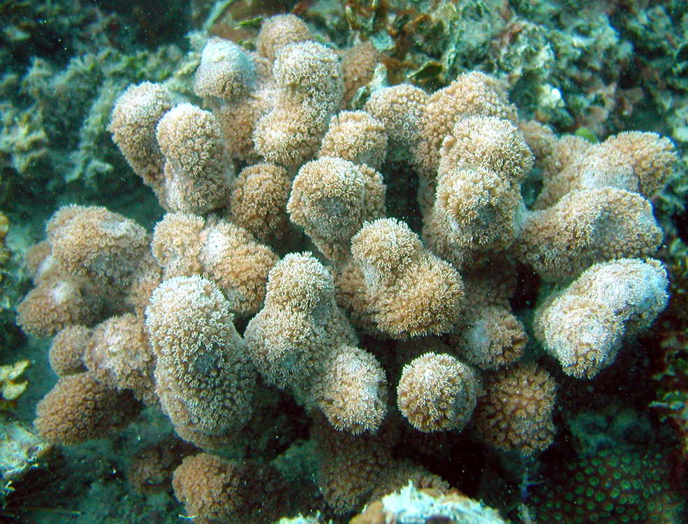 Porites porites